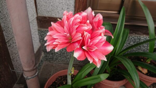 DSC_1007.JPG