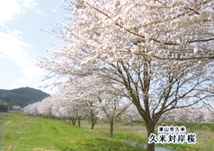 久米川の桜