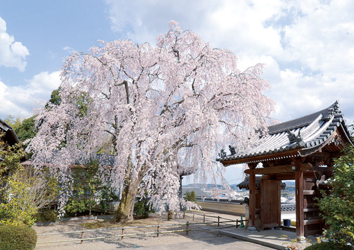 千光寺のしだれ桜