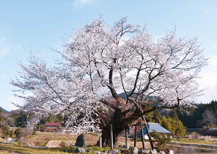 尾所の桜