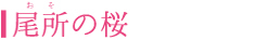 尾所の桜