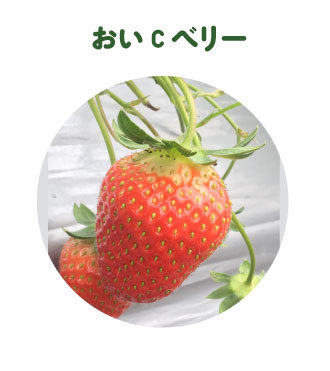 おいCベリー