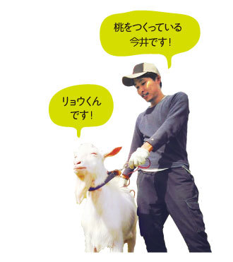 桃を作っている今井です！